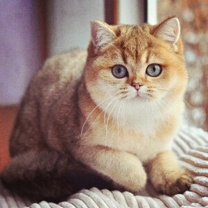 Я супер котик