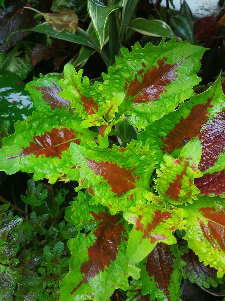 coleus