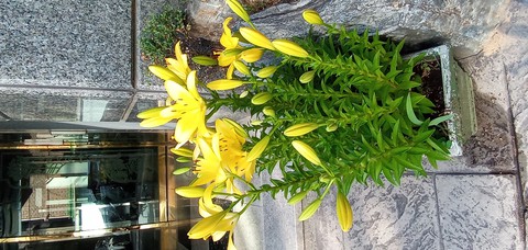 Yellow Flower