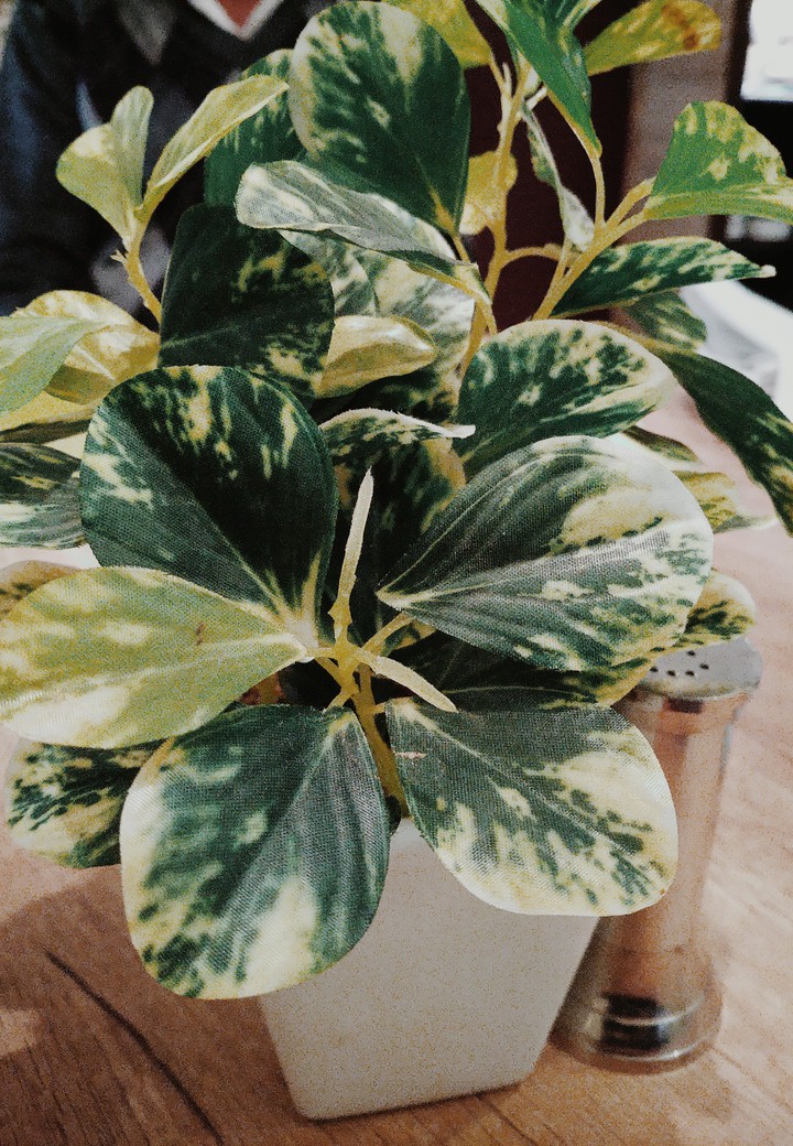 leaves