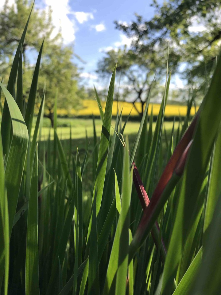 thew the grass