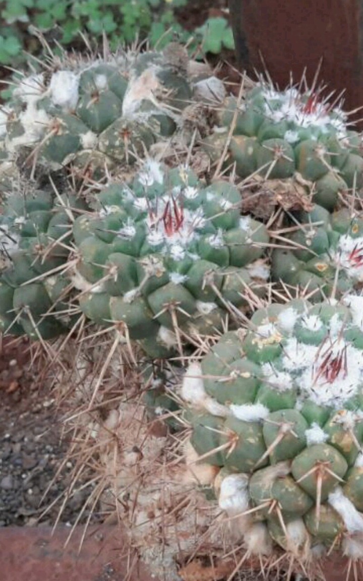 cactus