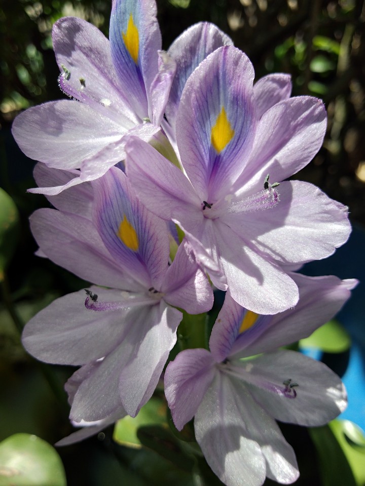 bunga