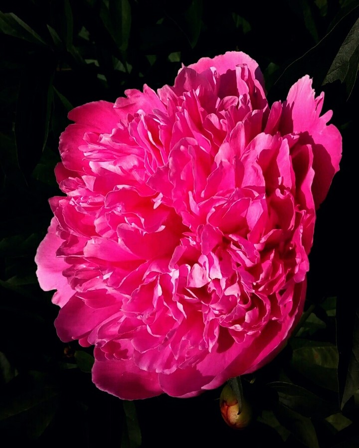 FloLH