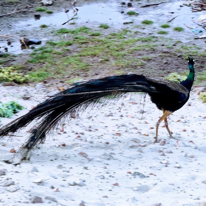 Peacock