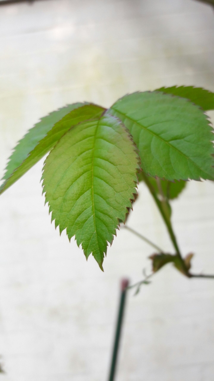 Green Blätter