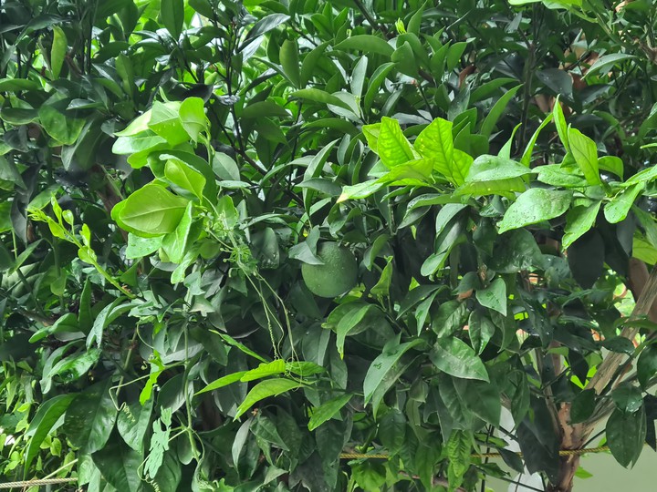 tree
