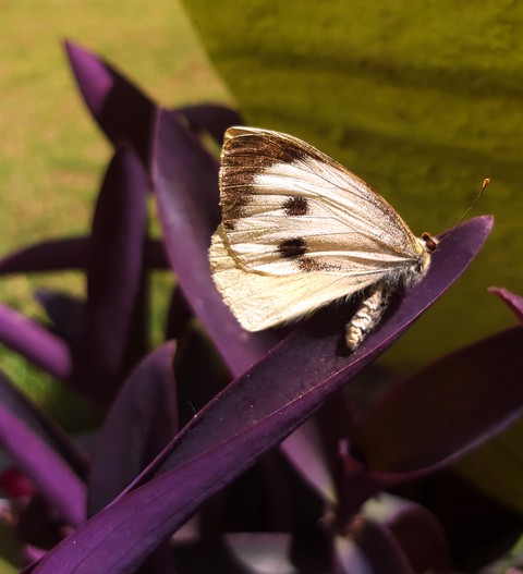 butterfly