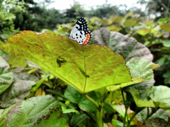 Butterfly