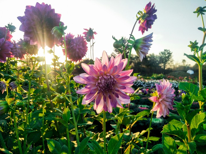 Dahlia beautiful flower