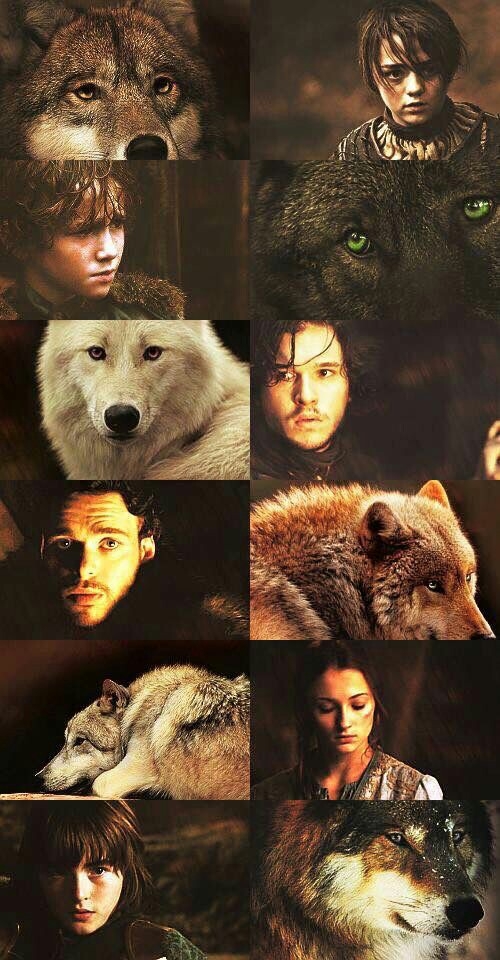 Starks wolf❤❤