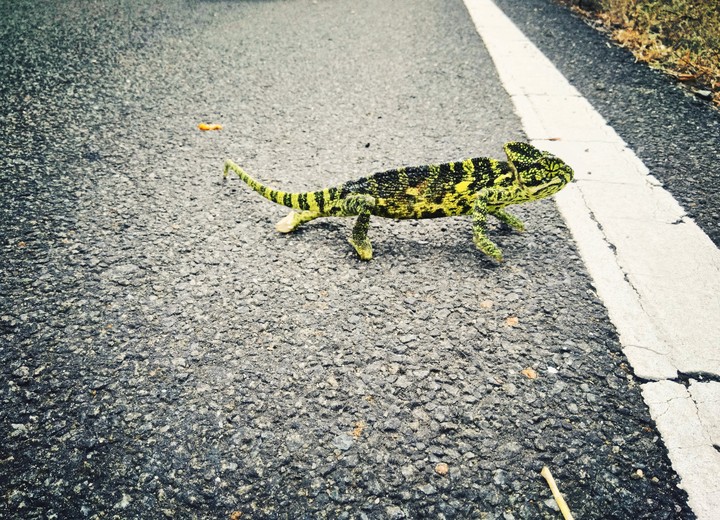 Chameleon Walk