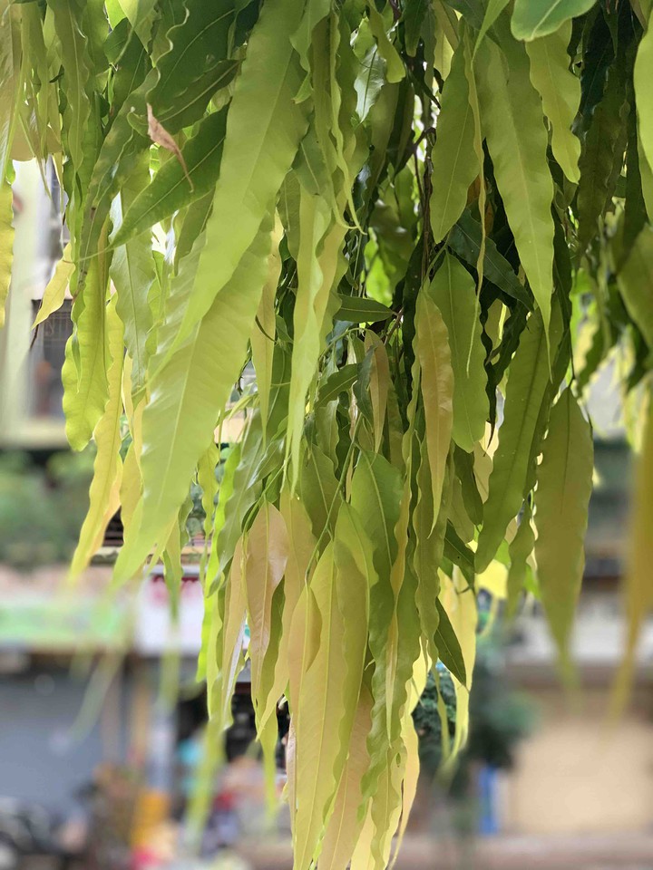 Ashok trees