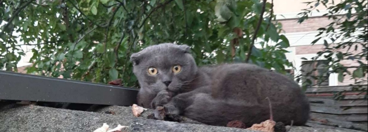Кот.