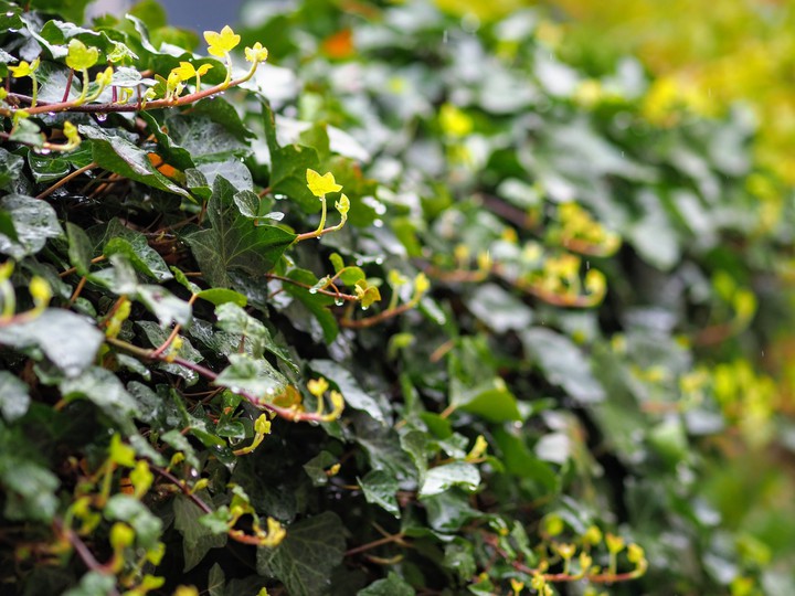 Ivy