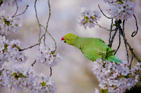 budgie, blossom achtergronden