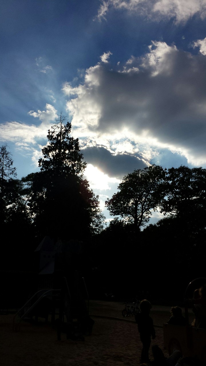 A sky full of trees