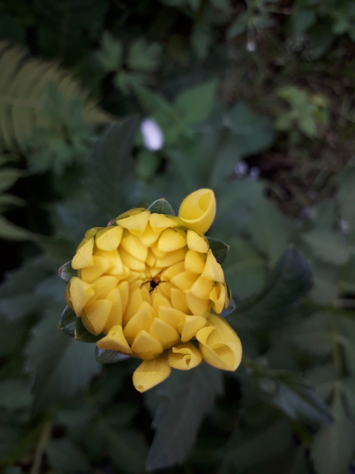 yellow flower