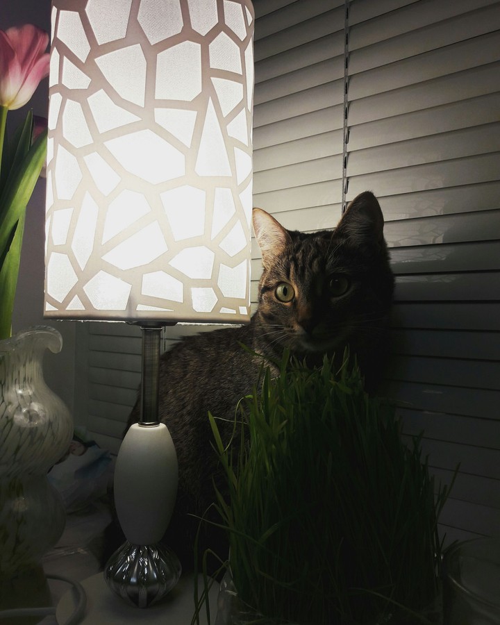 #Кошка