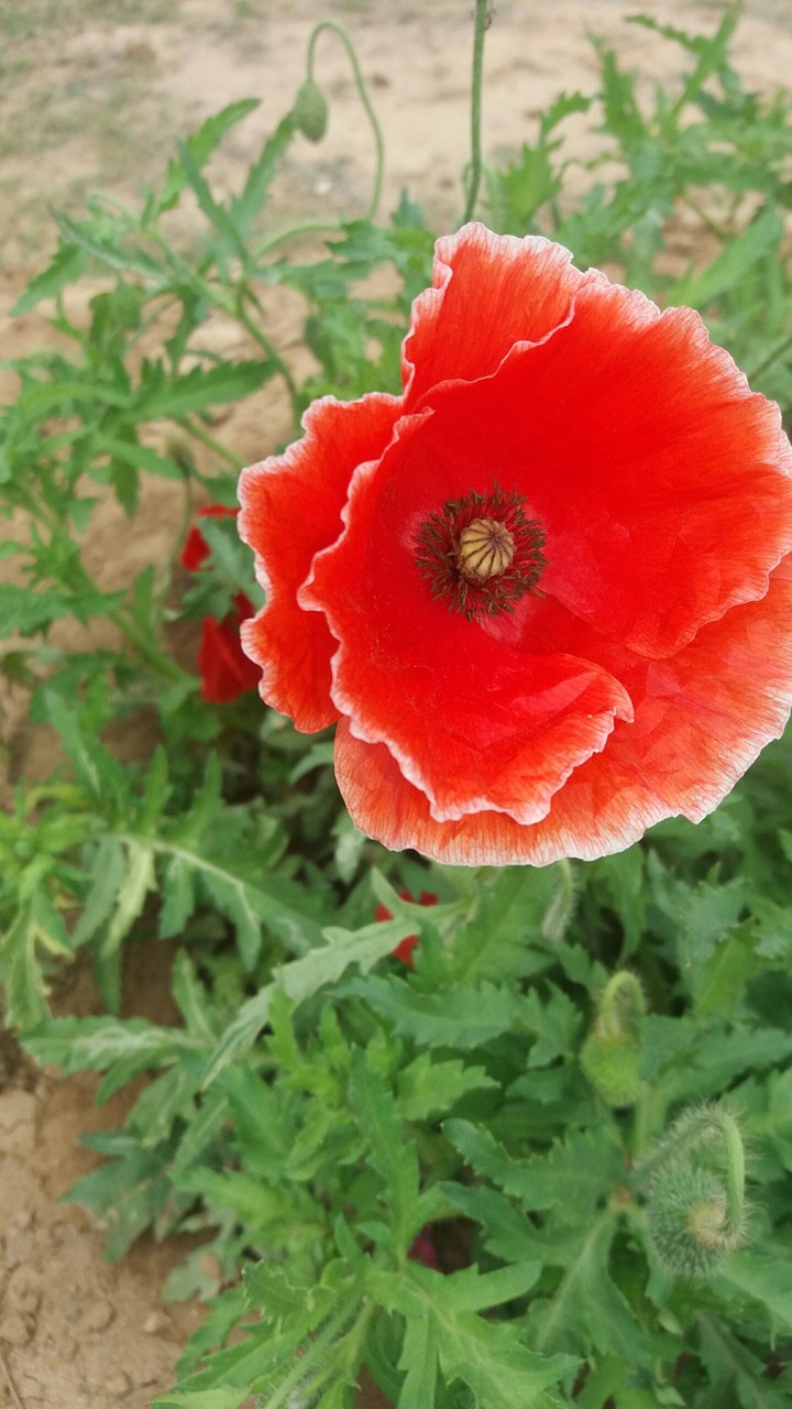 red love