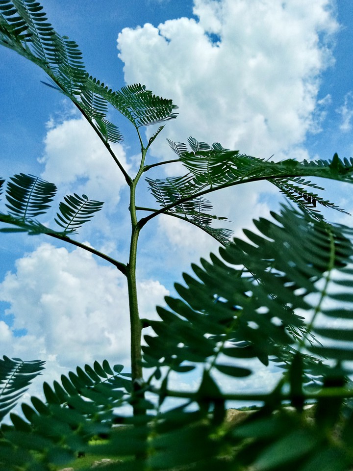 Sky