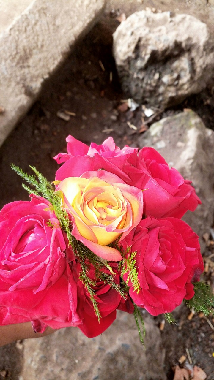 Rose