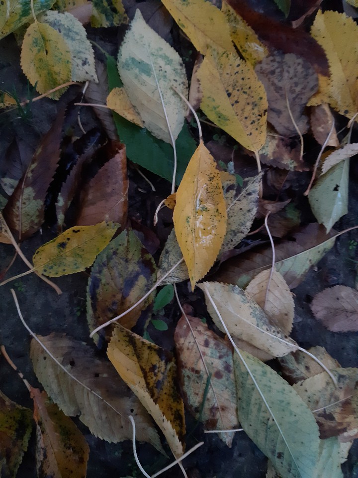 autumn