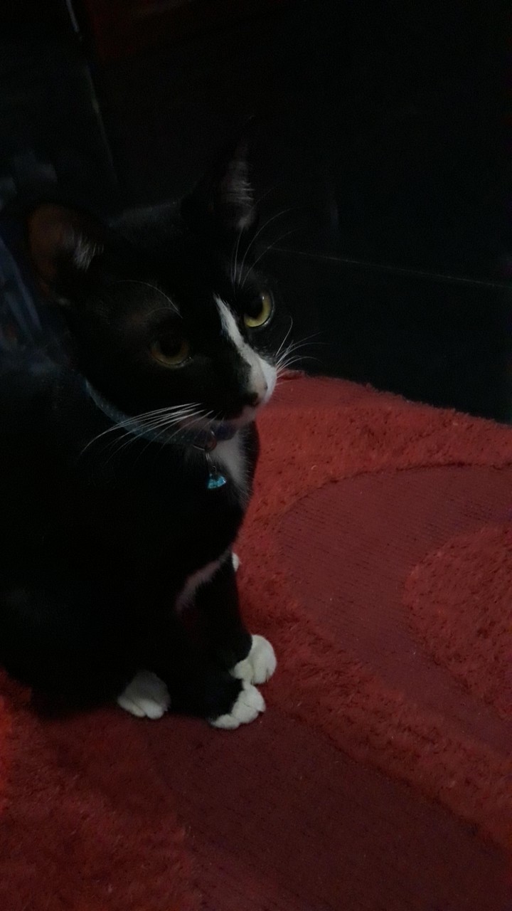 my cat