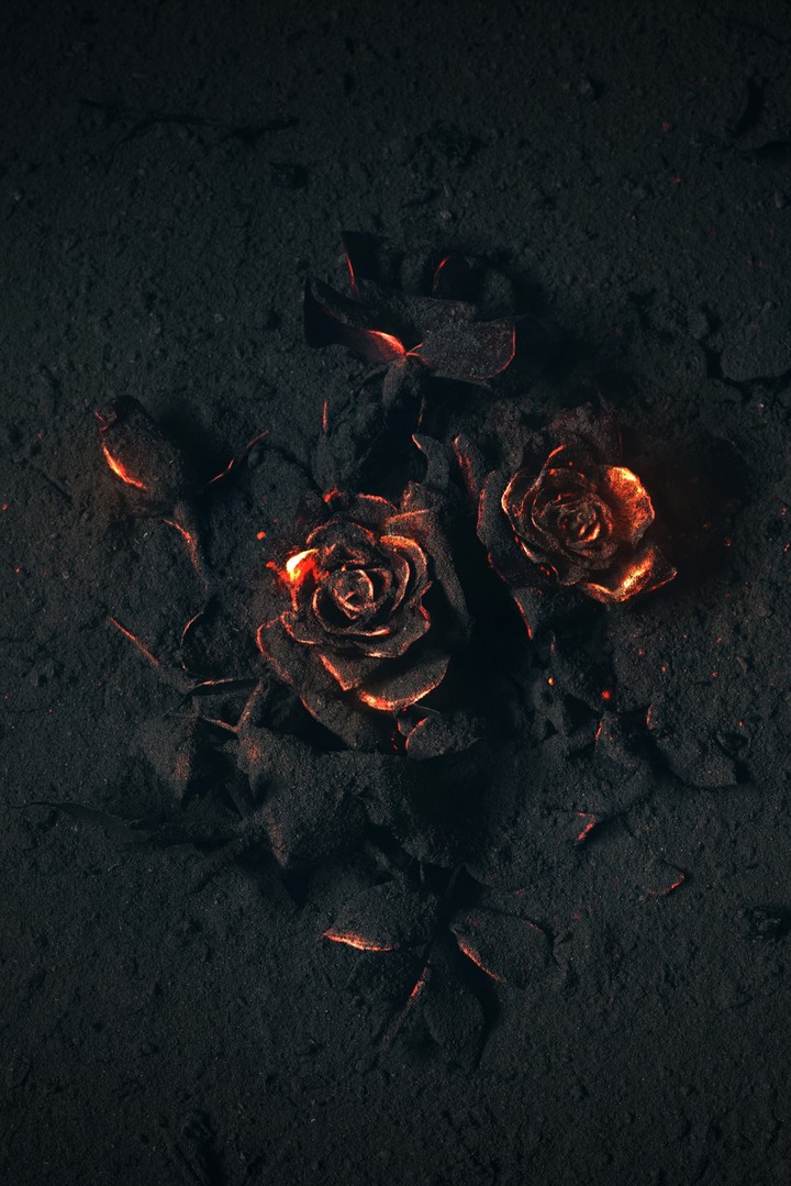 rose