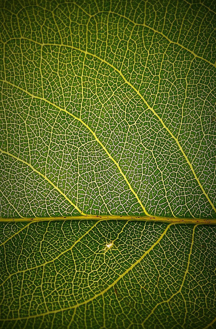 Leaf Of Nature