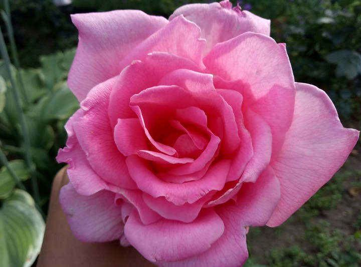 pink rose