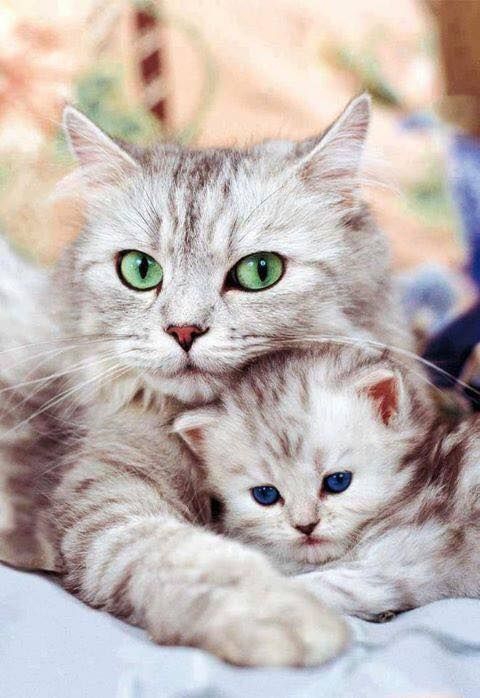 This is love of cats