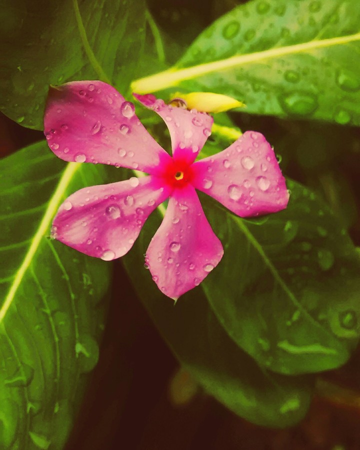 flower mist