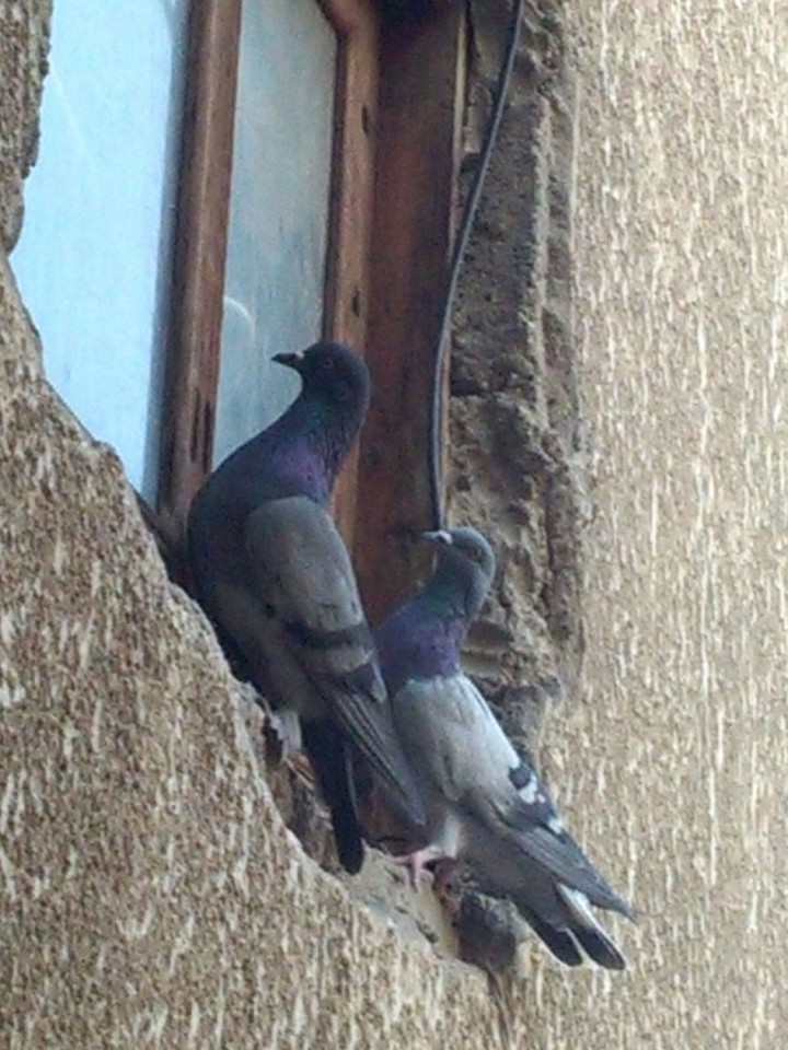 bird