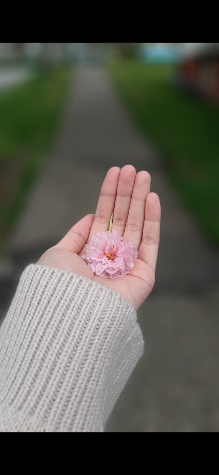 Cherry Blossom