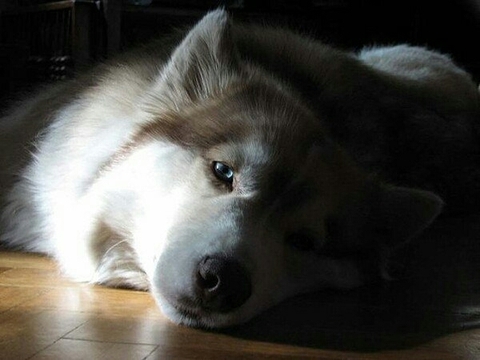dog