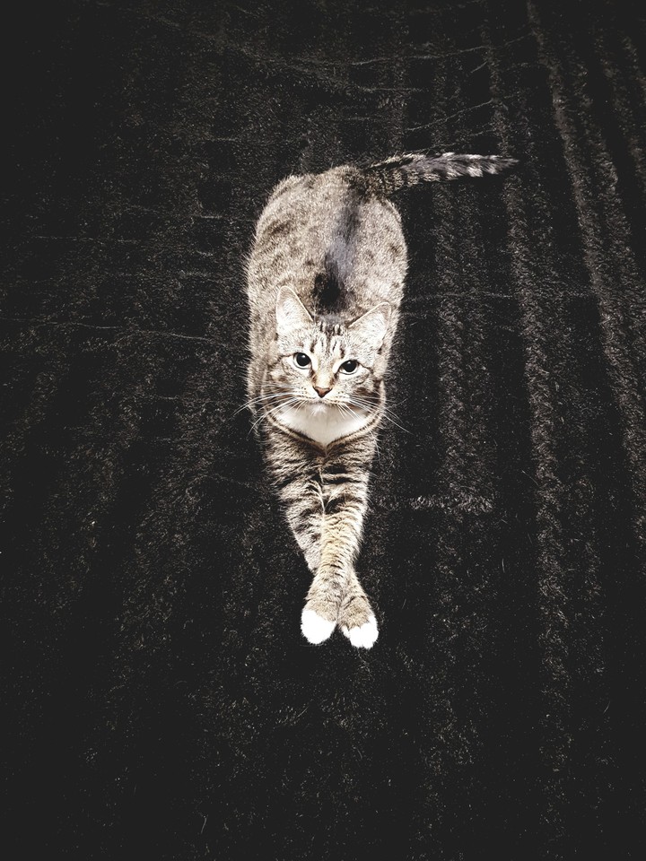cat&black