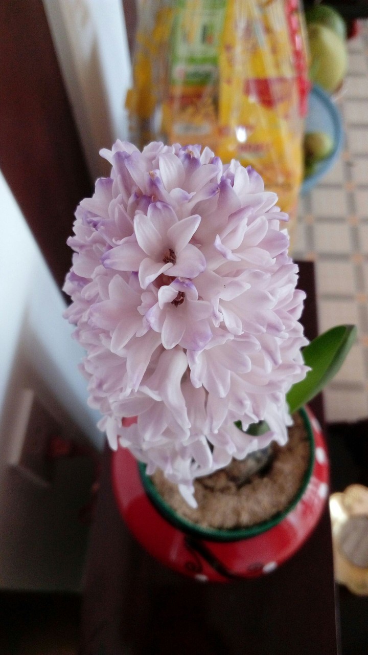 Tiên Ông flower.