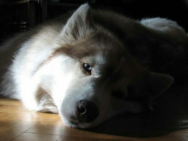 dog