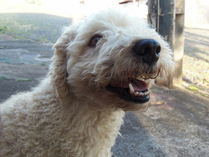 Poodle