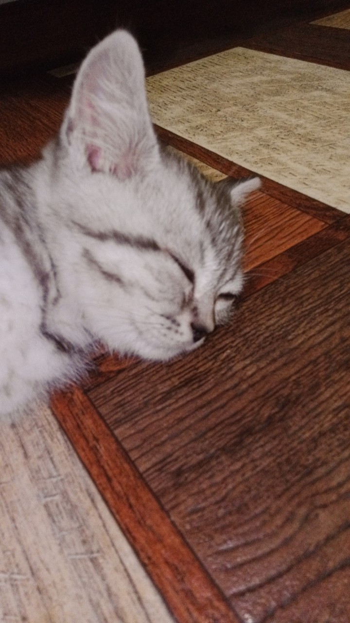 спящий котик