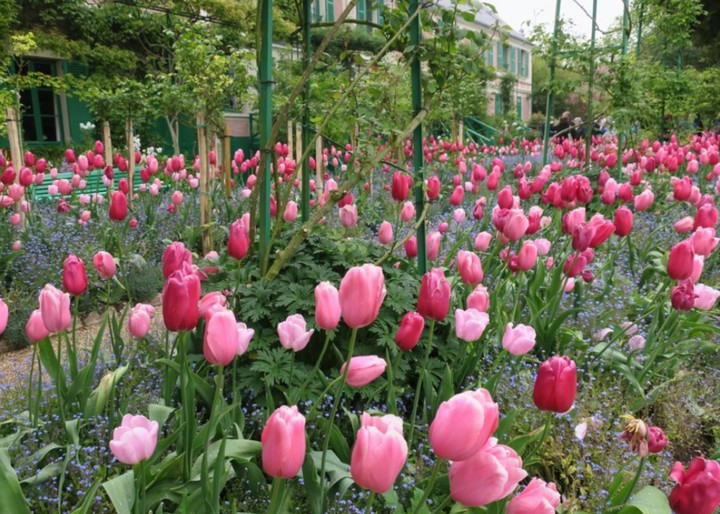 Monet's tulips - Giverny