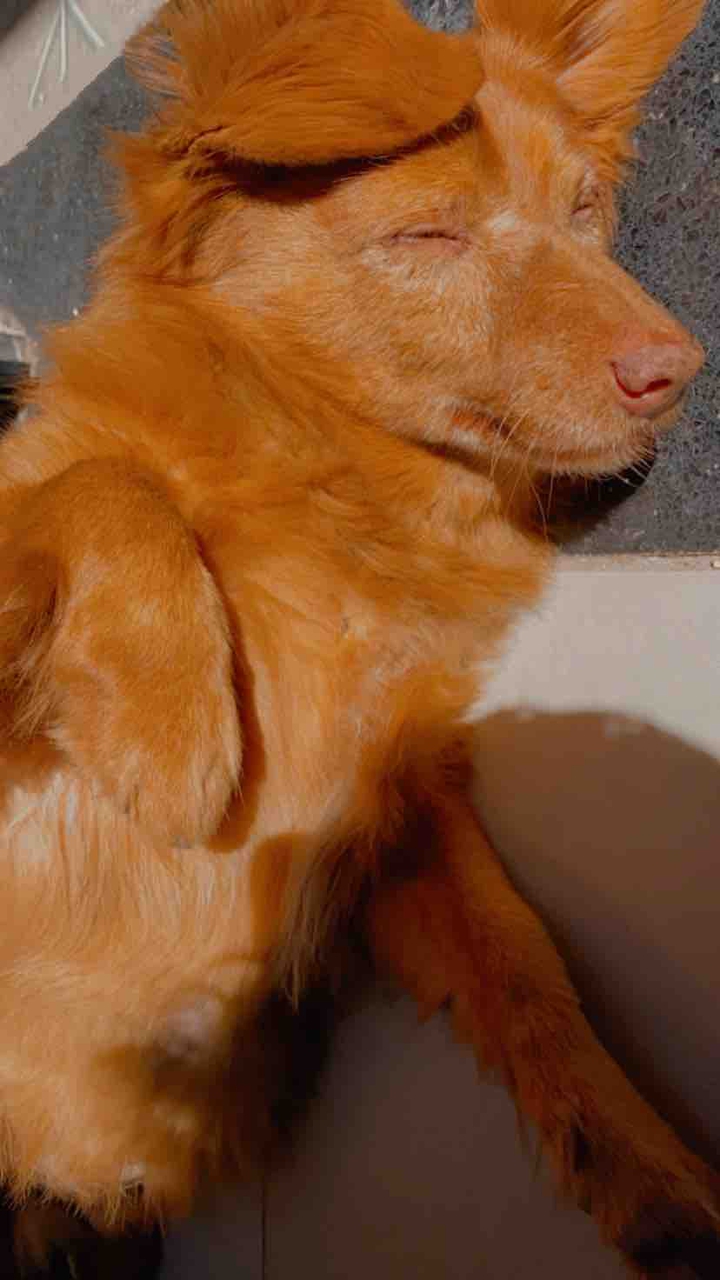 Petros Meu cachorrinho
