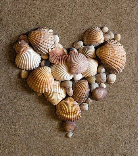 fondos de pantalla Shell, wood