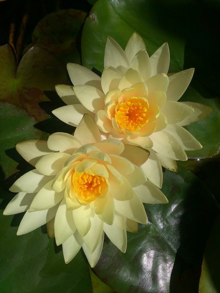 Nymphaea lotus