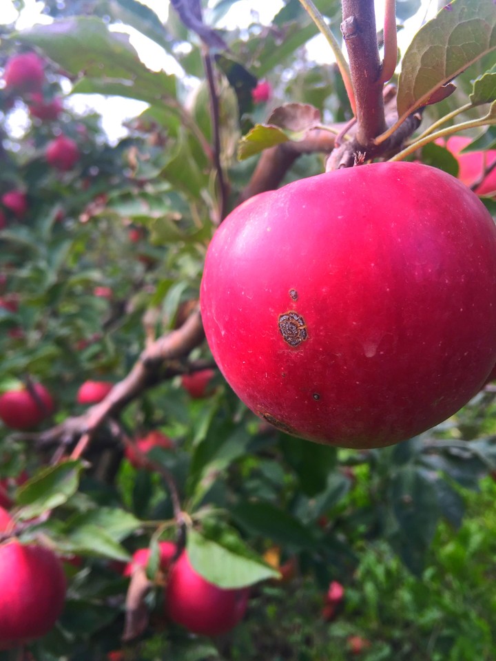 red apple