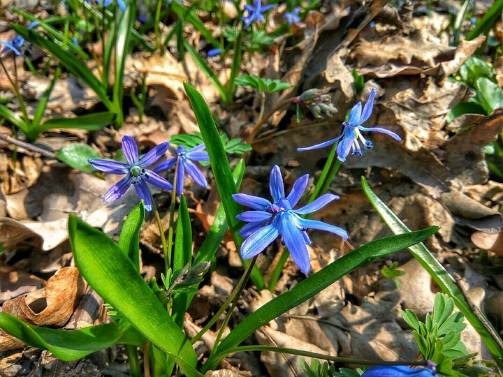 #spting #snowdrop