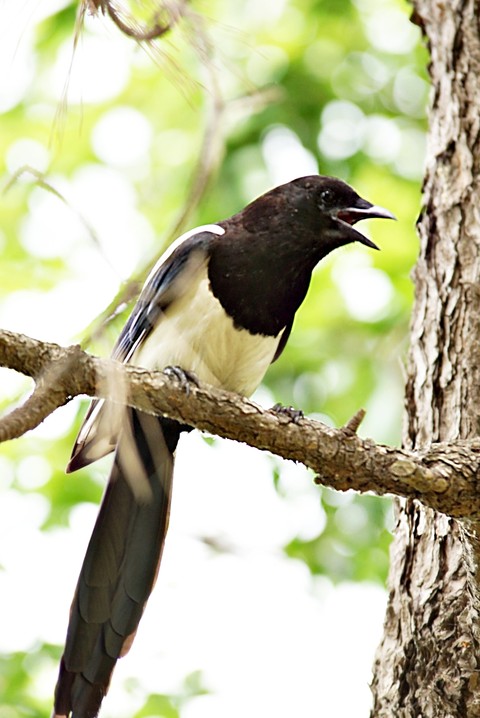 Magpie, feather वॉलपेपर