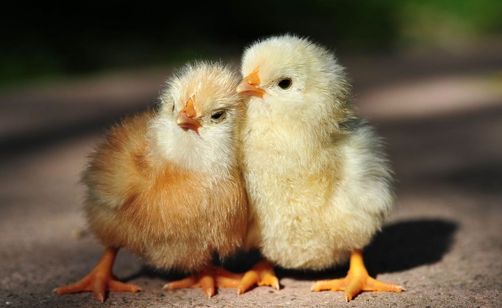 Chicks