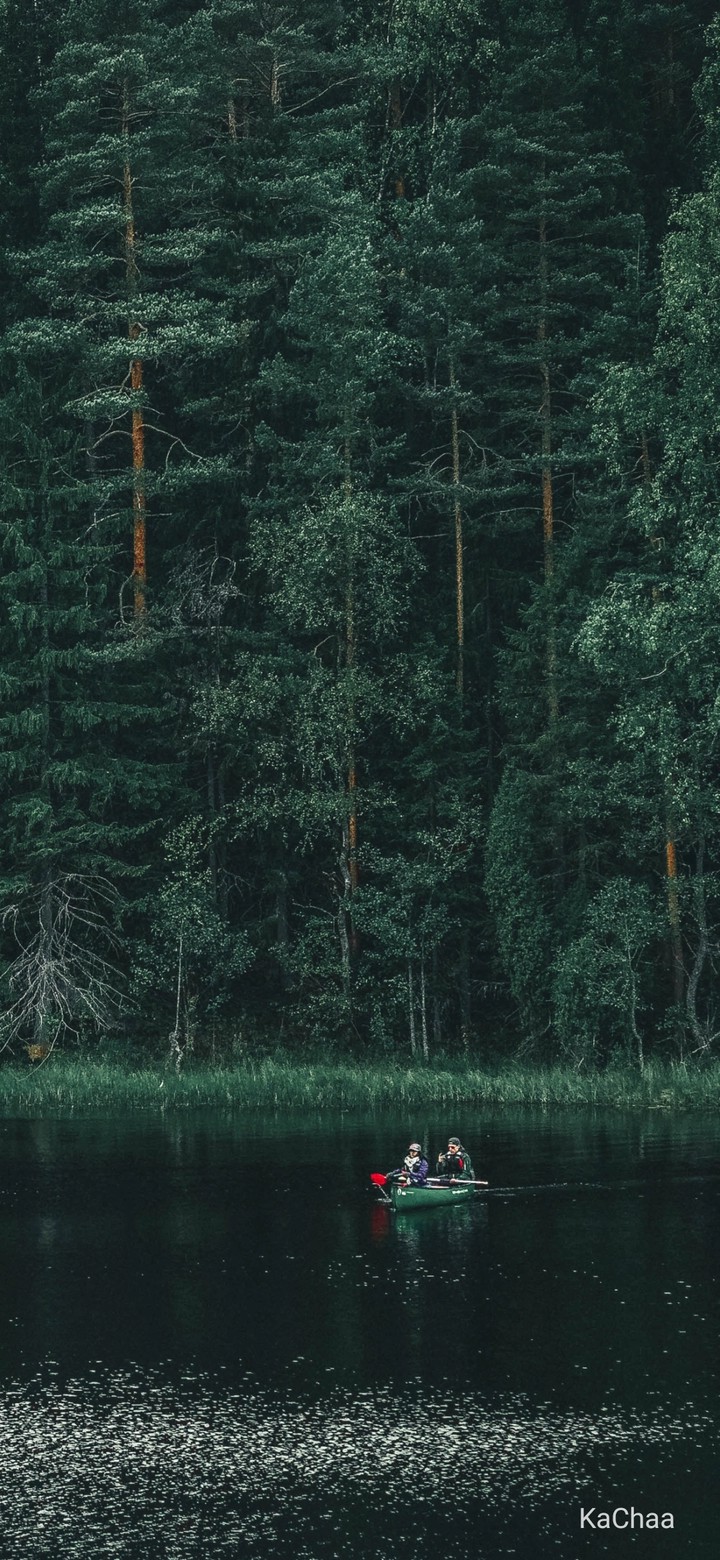 Dense forest